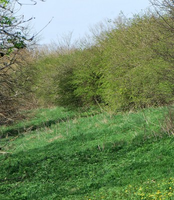 Looking along the Lower Banks