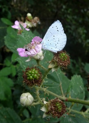 both males and females love the pink bramble flowers...