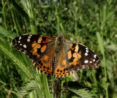 a distinct nick in the RH forewing distinguishes this one