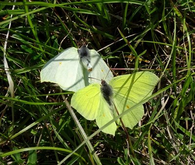 Brimstones1 140518.JPG