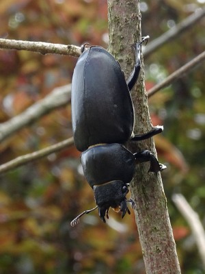 beetle 270623.JPG