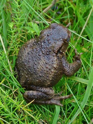 toad2 090821.JPG