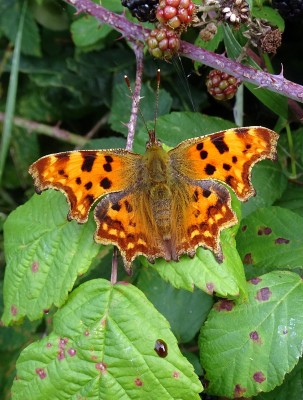 Comma1 300824.JPG