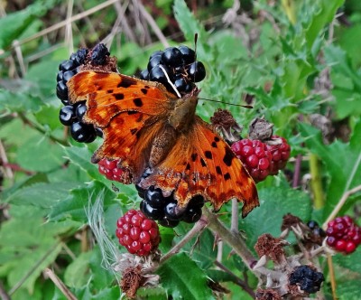 Comma11 030921.JPG