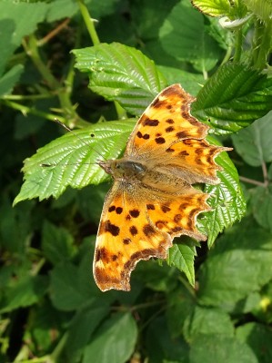 Comma3 240724.JPG