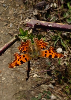 Comma5 100322.JPG