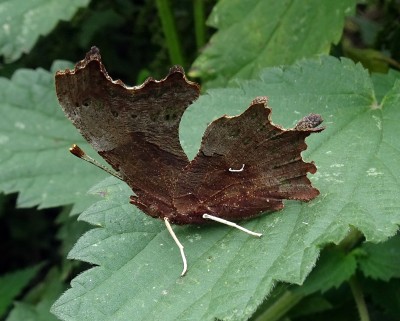 Comma1 090924.JPG