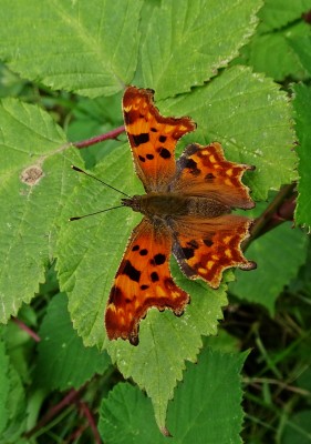 Comma1 310821.JPG