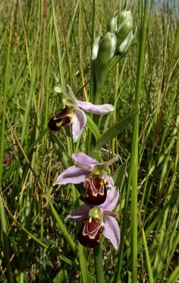 orchid2 300520.JPG