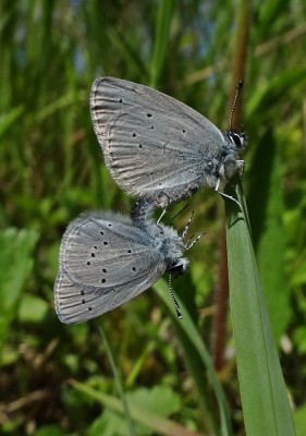 SB pair1 130519.JPG