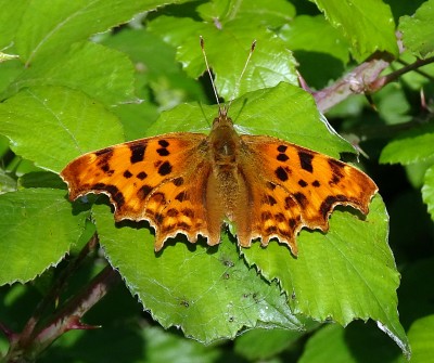 Comma1 190623.JPG