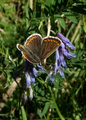 A nice newly minted Brown Argus
