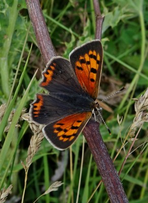 a dark red-orange example with a reduced hindwing band