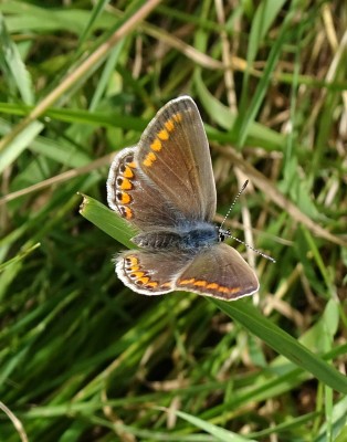 a very brown female Common Blue