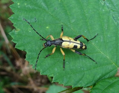 beetle 120723.JPG