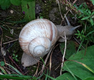 snail 150821.JPG