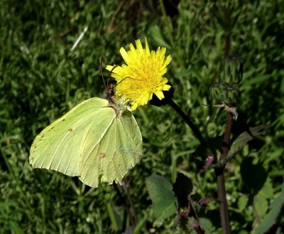 Brimstone1 140420.JPG