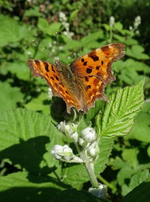 Comma1 140522.JPG