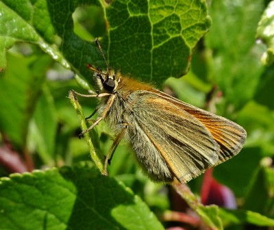 a fresh Small Skipper found high up in a shrub - most were at ground level and much more worn