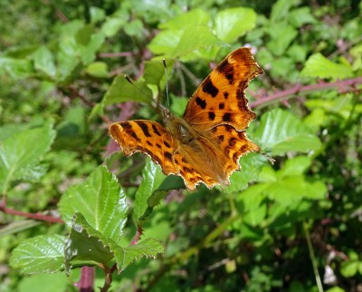 Comma4 020724.JPG