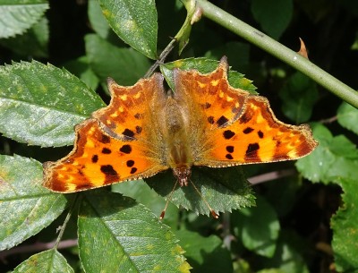 Comma2 260824.JPG