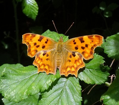 Comma1 230623.JPG