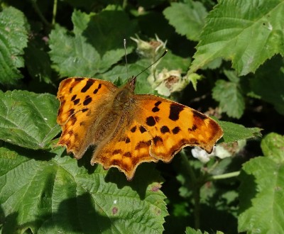 another new Comma