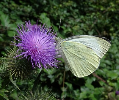 Large Whites are much more approachable than they are in the spring