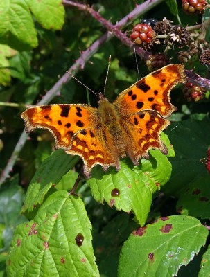 Comma4 300824.JPG