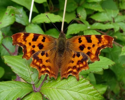 Comma3 210724.JPG