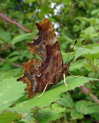 Comma2 210724.JPG