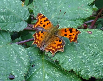 Comma1 290823.JPG