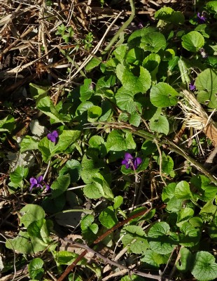 violets1.JPG