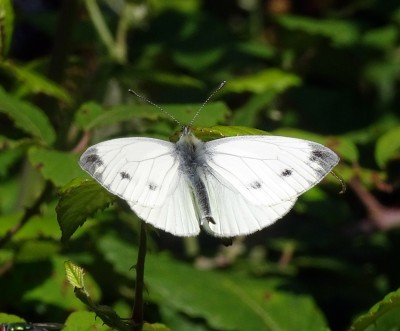 an unusual male with additional forewing spots