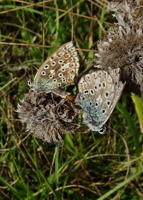 ChB pair1 050921.JPG