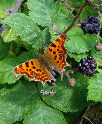 Comma5 260824.JPG