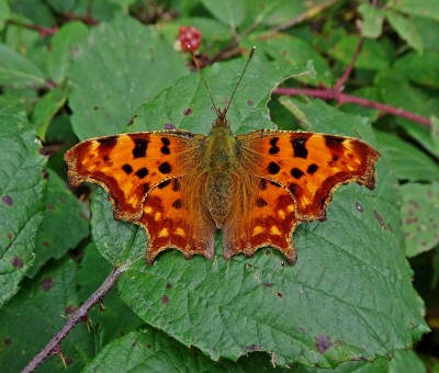 Comma1 090921.JPG