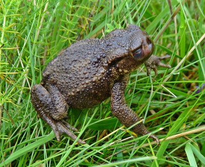 toad1 090821.JPG