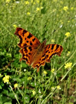 Comma2 270619.JPG