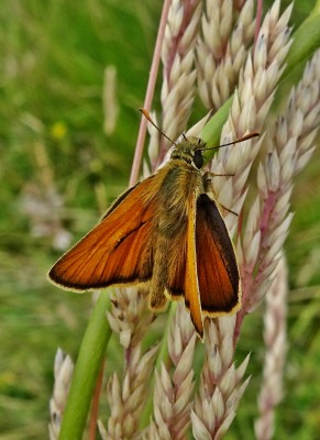 Small Skippers outnumber Essex here