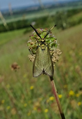 moth 130621.JPG