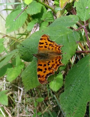 Comma2 240724.JPG