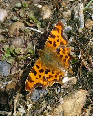 Comma5 060724.JPG