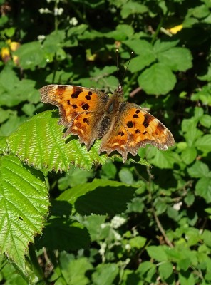 Comma1 160522.JPG