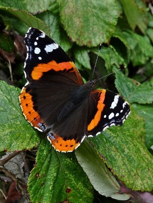 the first of the four hindwing spots has a blue centre on this individual