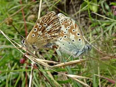 ChB pair2 100716.JPG