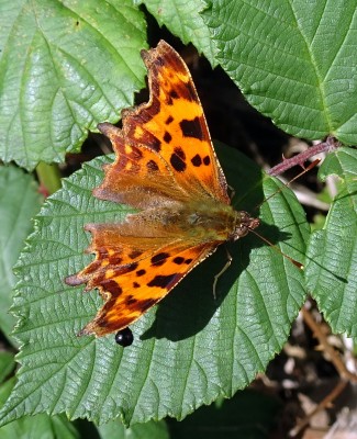 Comma13 110924.JPG