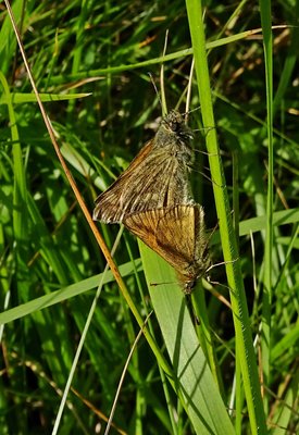 Large Skippers