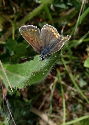there are still one or two Brown Argus around
