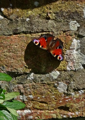 I was fascinated by the circular shadow cast by the butterfly...